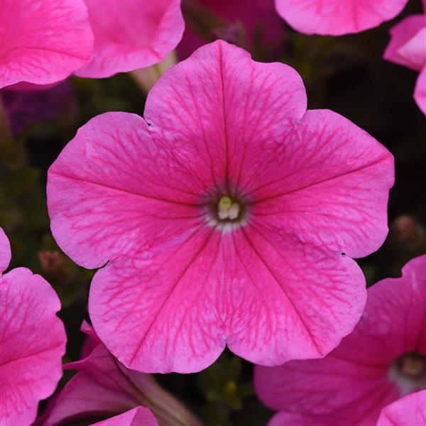 Petunia 'Easy Wave® Series