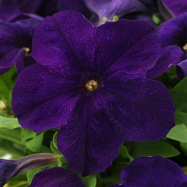 Petunia – van der Meer Garden Centre