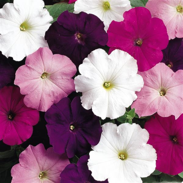 Petunia 'Madness' Series