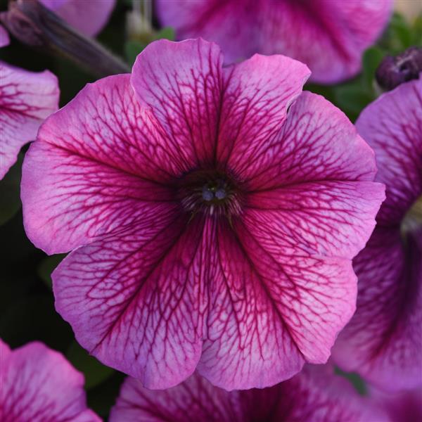 Petunia 'Madness' Series