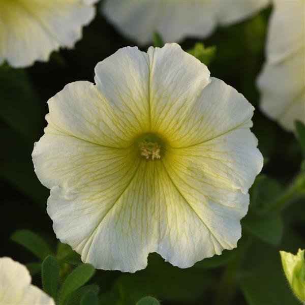 Petunia 'Madness' Series