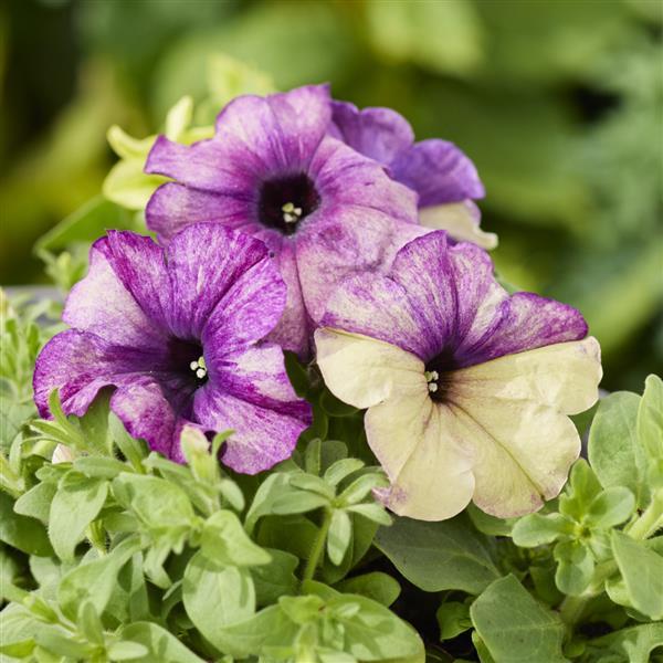 Petunia 'Shake' Series