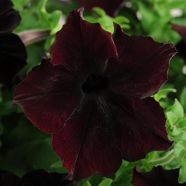 Petunia 'Sophistica® Series