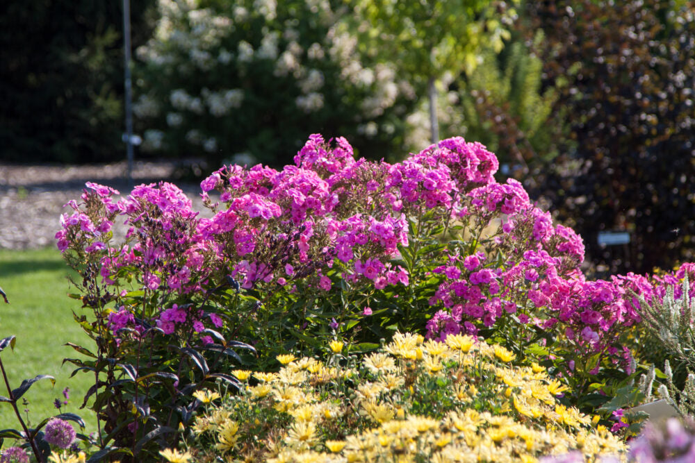 Phlox 'Bubblegum Pink'