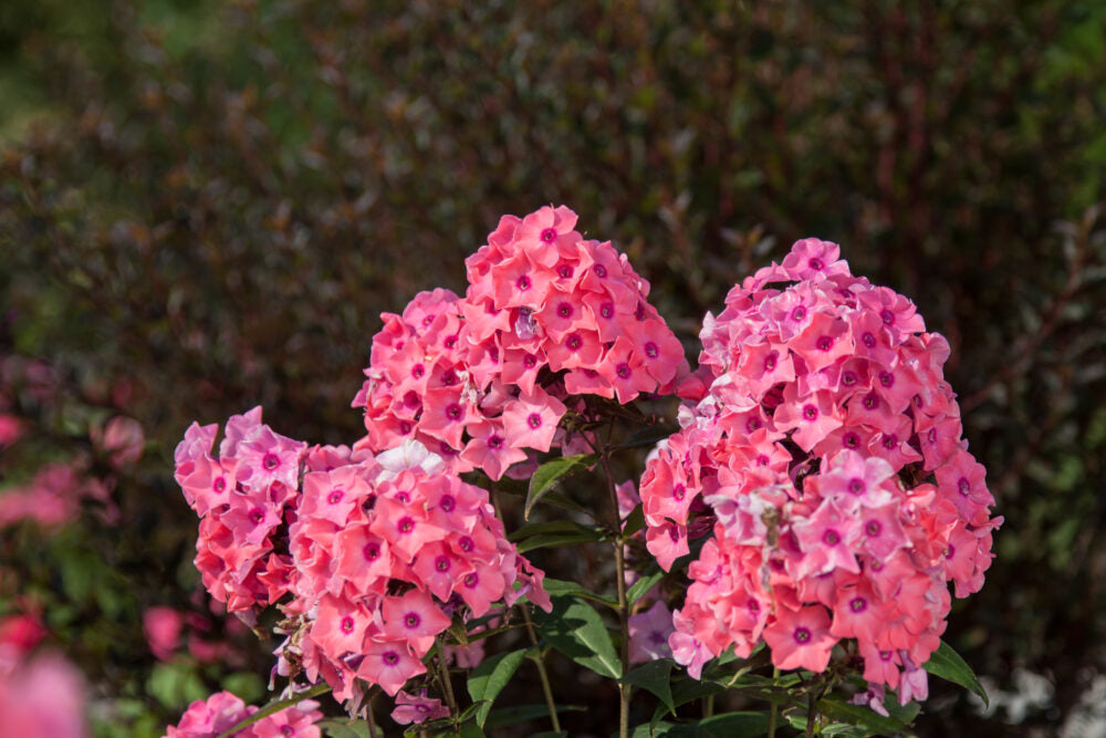 Phlox 'Coral Creme Drop'