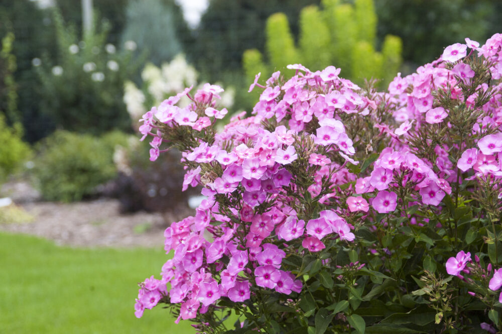 Phlox 'Cotton Candy'