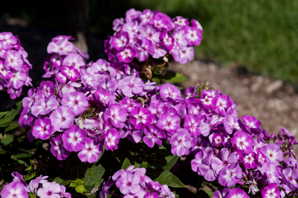 Phlox 'Grape Lollipop'