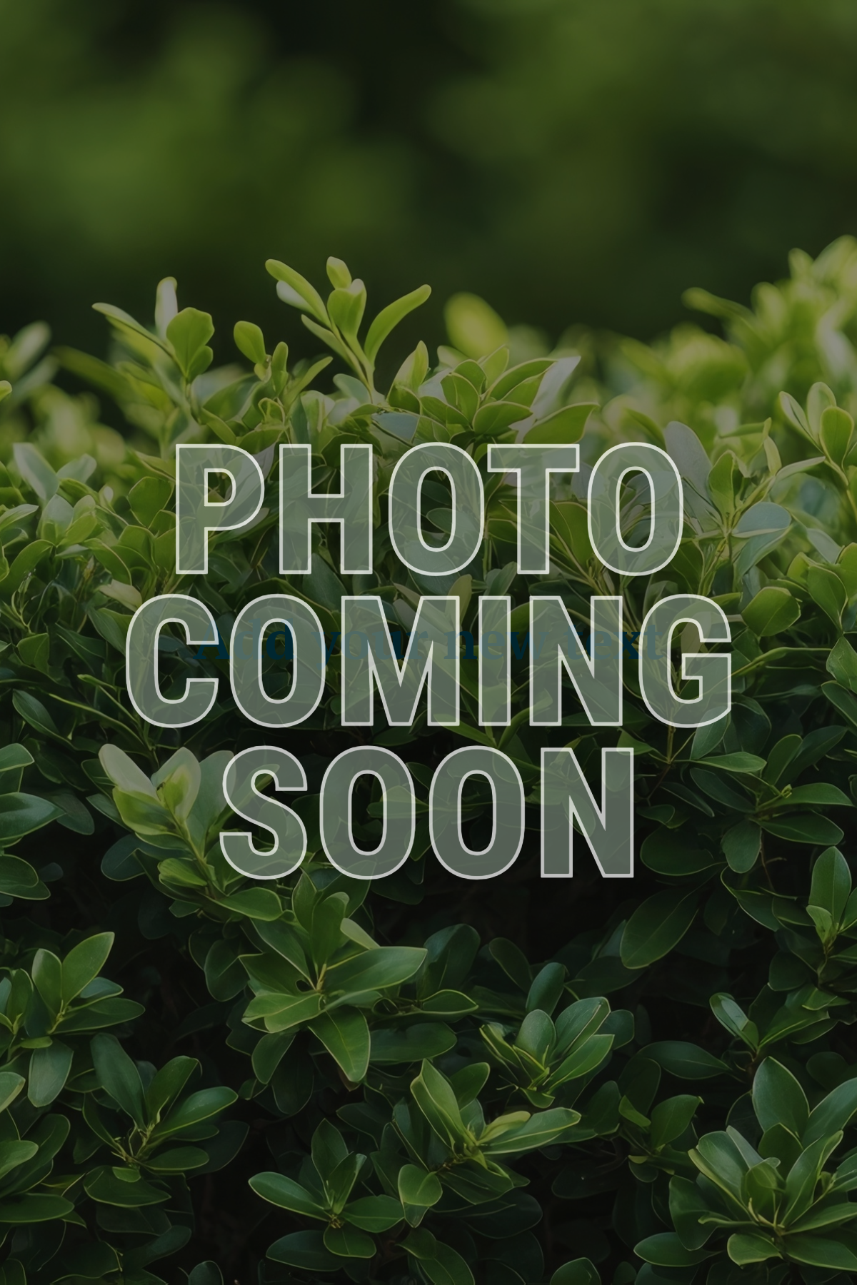 Weeping Spruce 'The Blues'