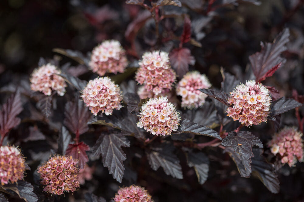 Ninebark 'Fireside'