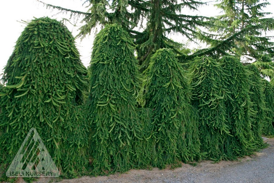 Norway Spruce 'Pendula'
