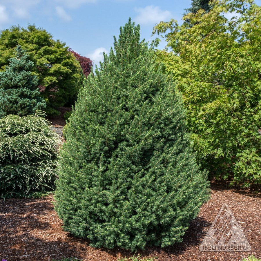 Big Berta White Spruce