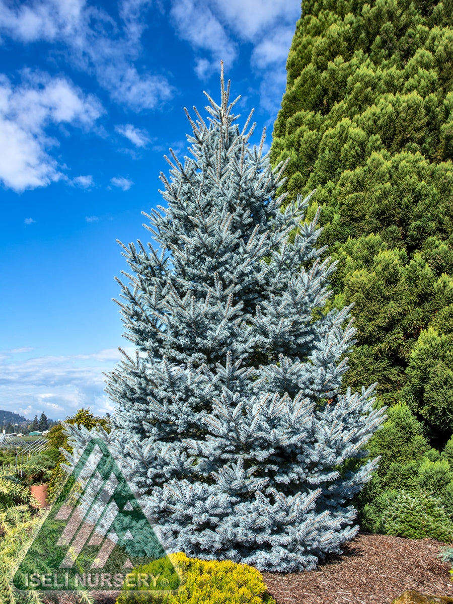 Spruce 'Bonny Blue'