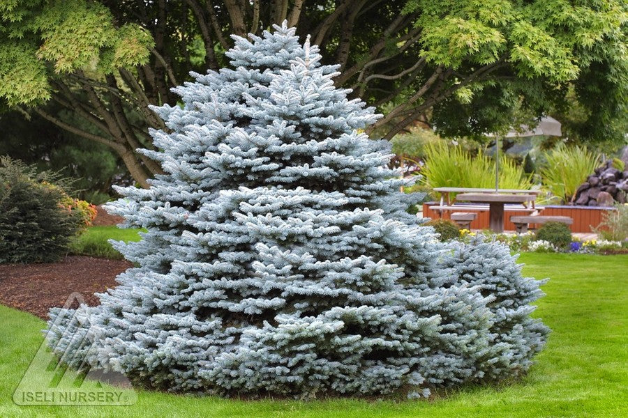 Spruce 'Montgomery'