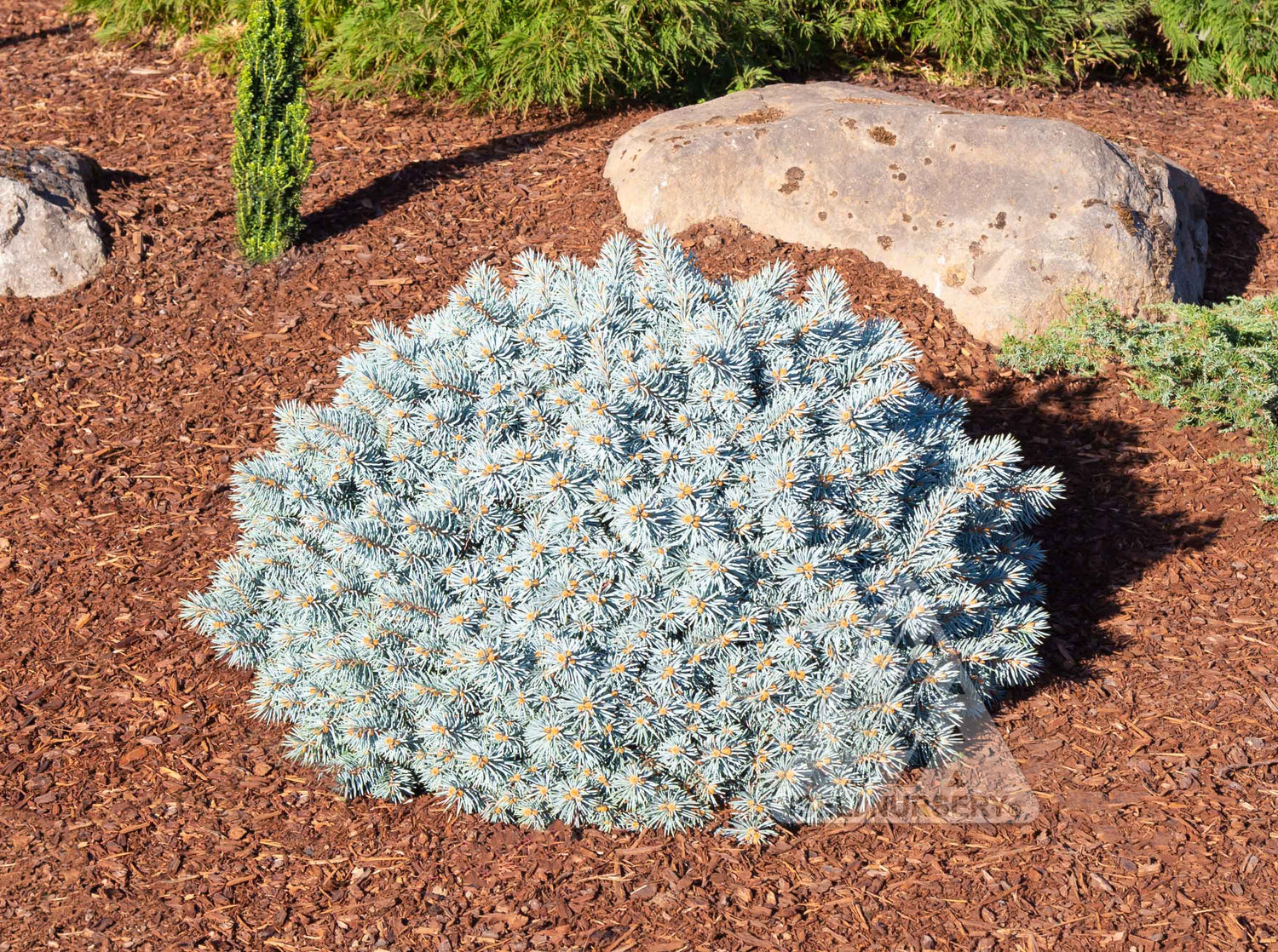 Spruce 'Moonstone'