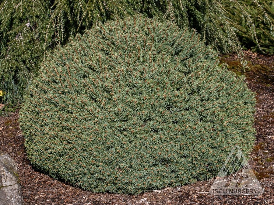 Spruce 'Roundabout'
