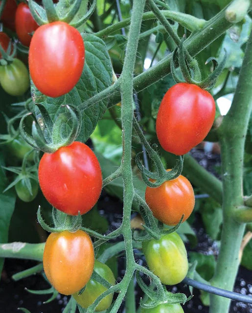 Principe Borghese Roma Tomato