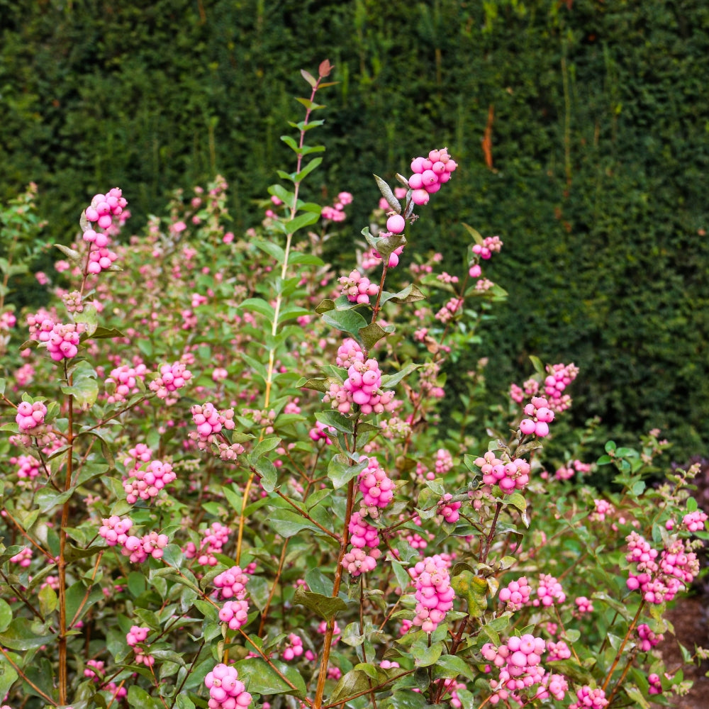 Snowberry 'Pinky Promise'