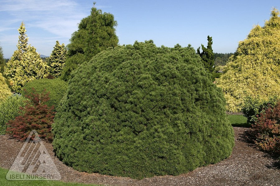 Mugo Pine TRUdwarf 'Palouse'