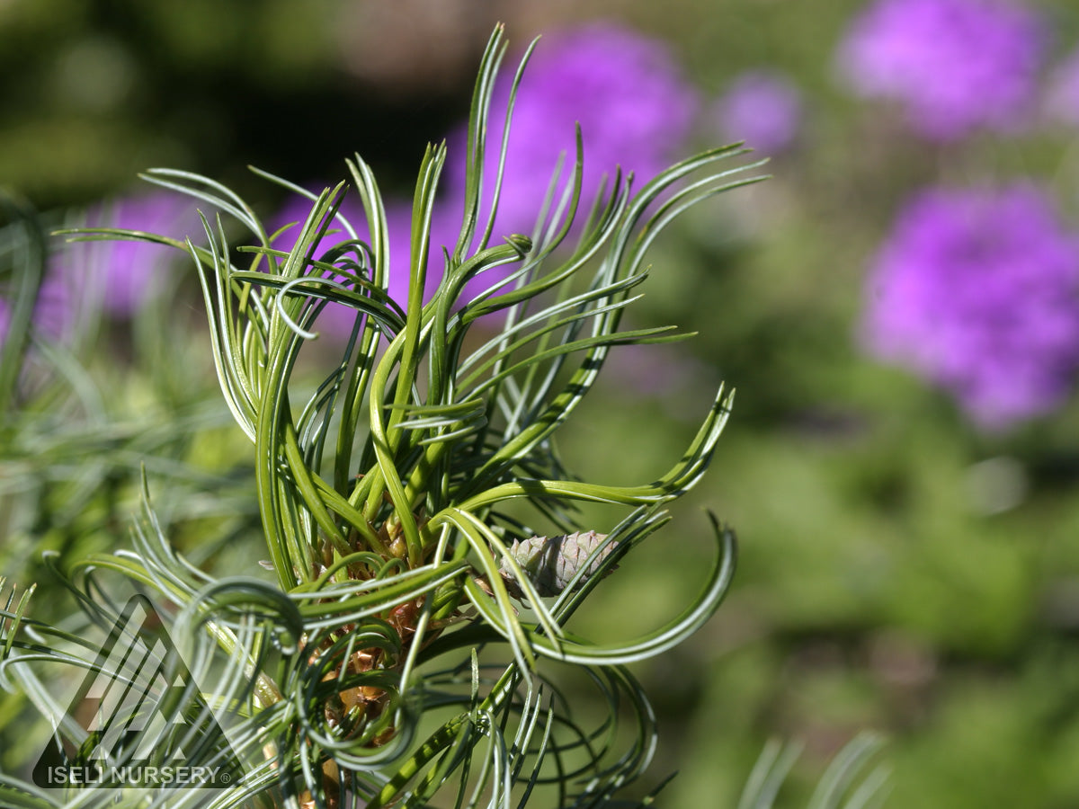Mugo Pine 'Mini Twist'