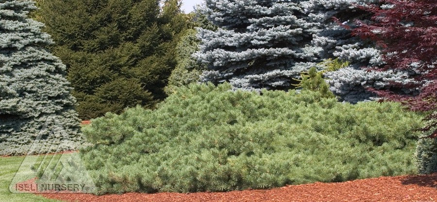 Pine 'Hillside Creeper'