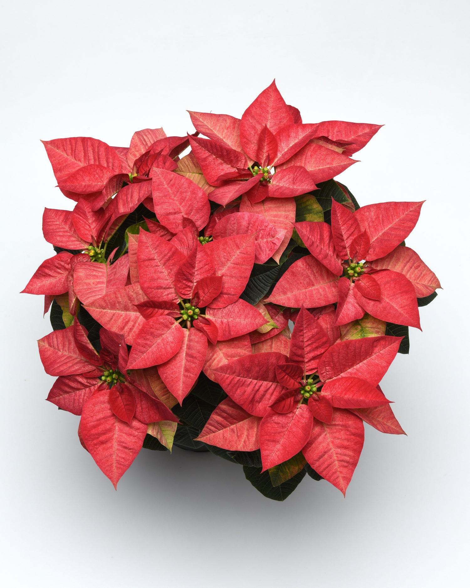 Poinsettia 'Beauty Queen'