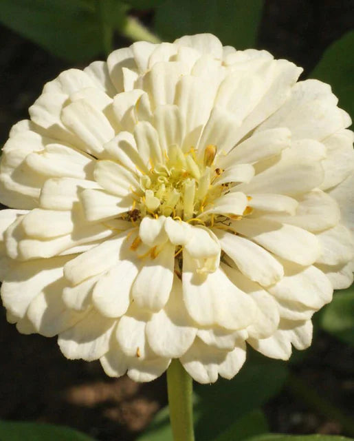 Polar Bear Zinnia