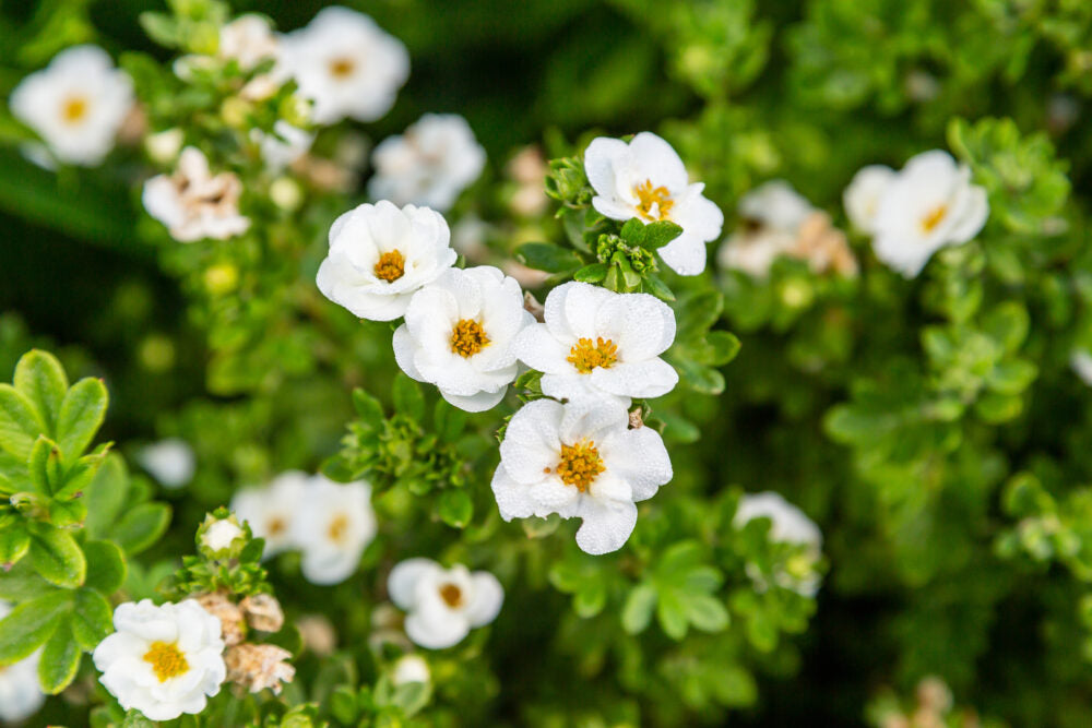 Potentilla 'Creme Brule'