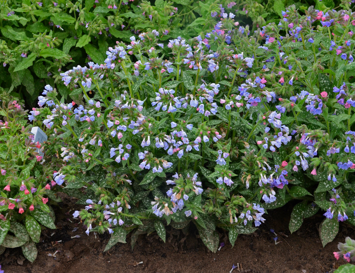 Lungwort 'Twinkle Toes'