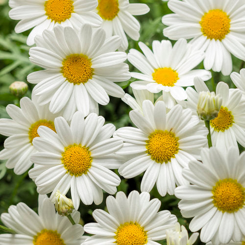 Argyranthemum 'Pure White Butterfly'