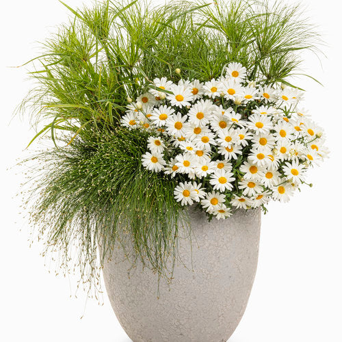 Argyranthemum 'Pure White Butterfly'