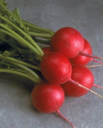 Cherriette Radish - West Coast Seeds