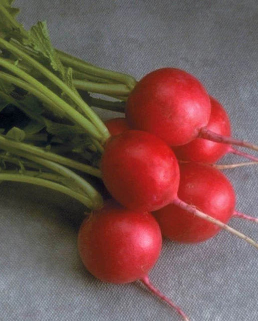 Cherriette Radish