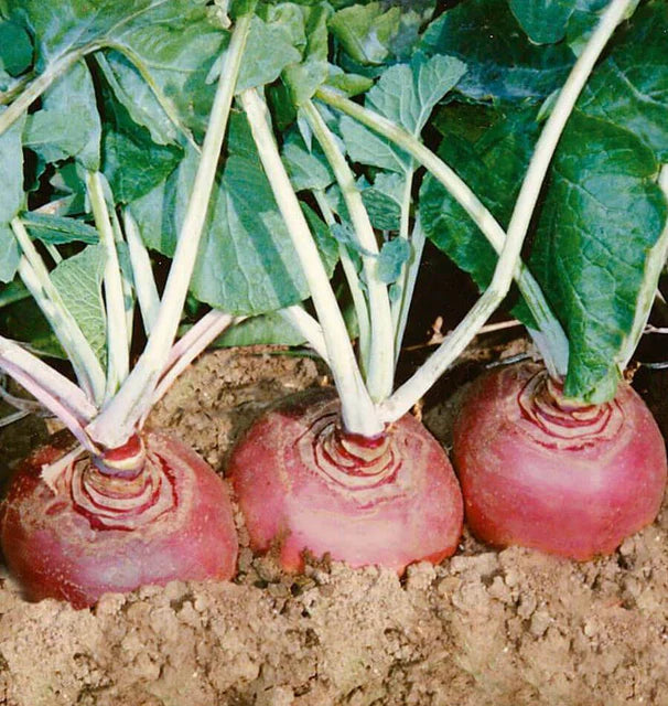 Helenor coated Organic Rutabaga