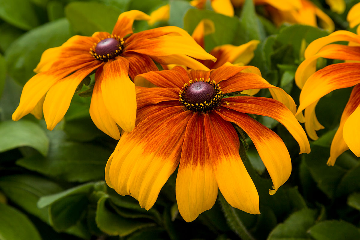 Rudbeckia 'Rising Sun Chestnut Gold'