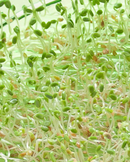 Red Clover Organic Sprouts - West Coast Seeds