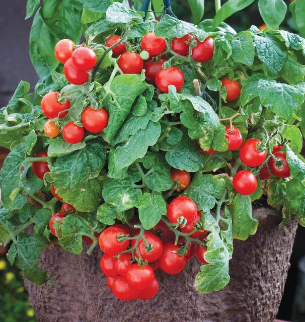 Red Robin Tomato