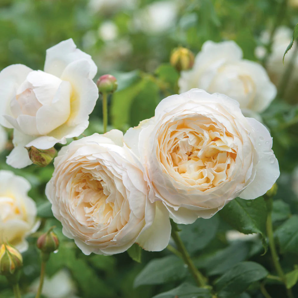 David Austin Rose 'Claire Austin'