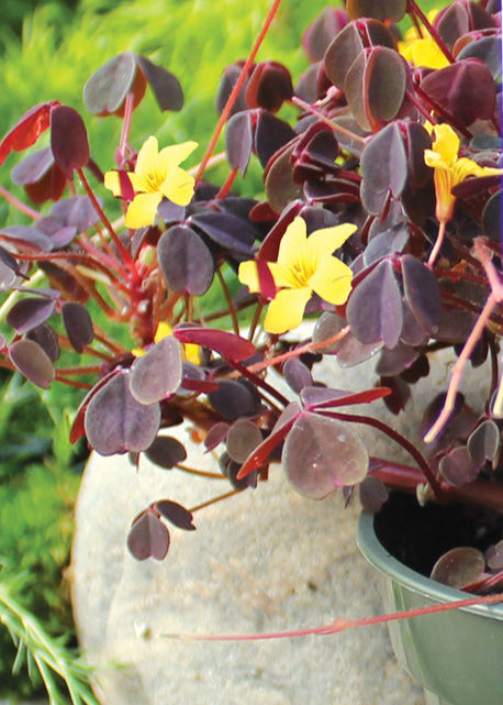 Oxalis Burgundy