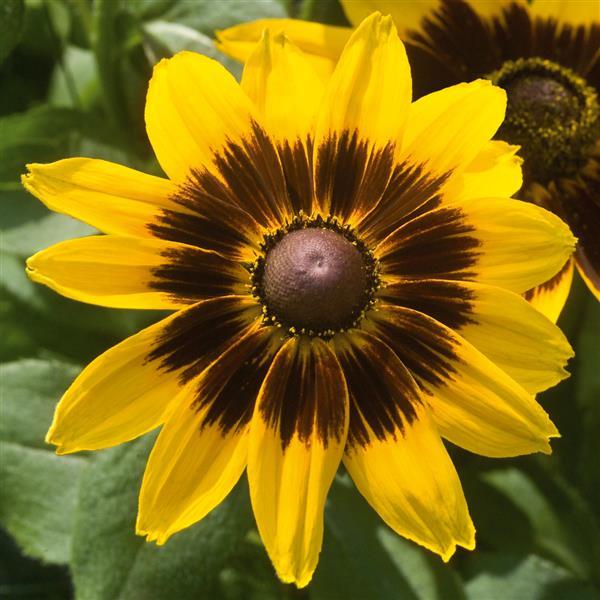 Rudbeckia 'Denver Daisy'