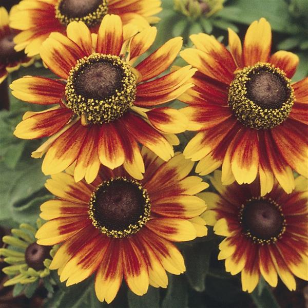 Rudbeckia 'Toto' Series