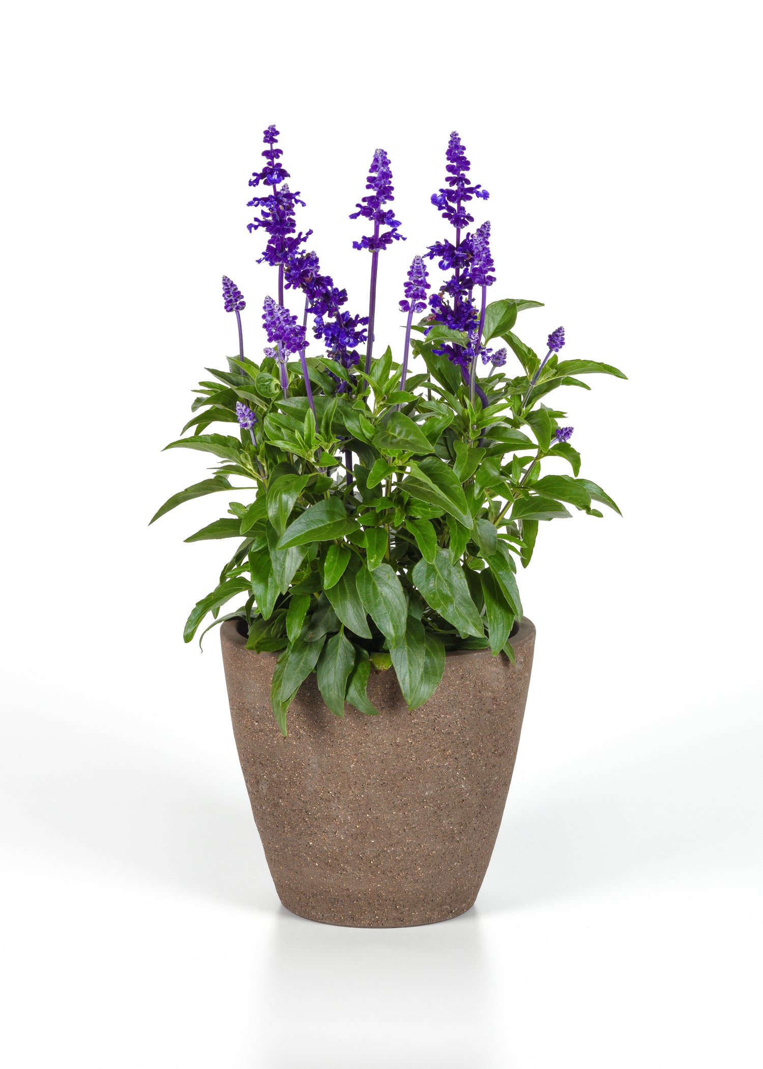 Salvia 'Mystical' Series