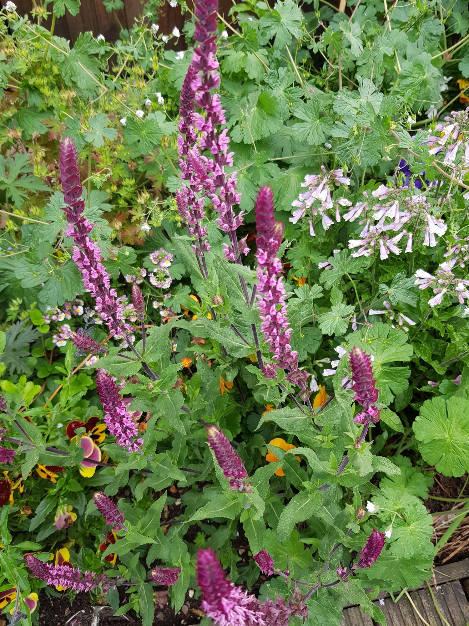 Salvia 'Pink Inspiration'