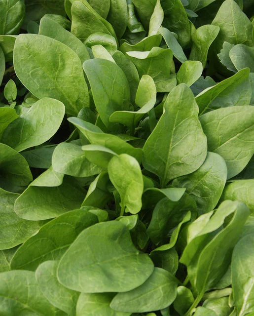 Giant Winter Certified Organic Spinach