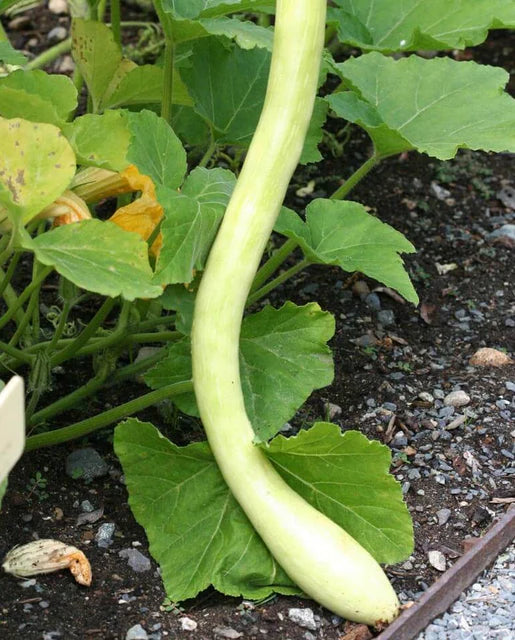 Tromboncino Squash