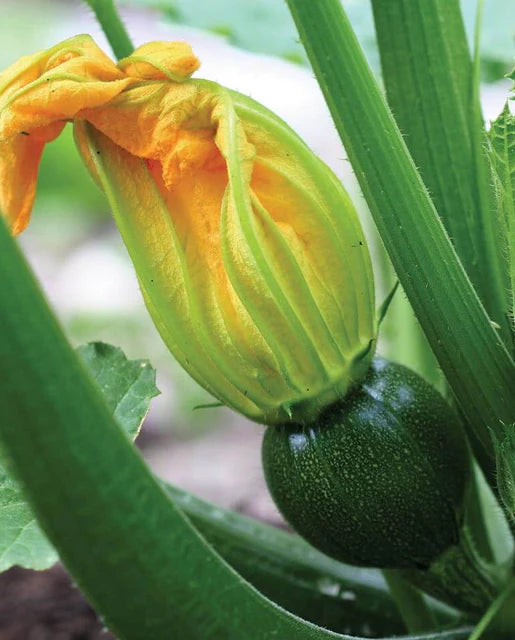 Eight Ball Zucchini Squash