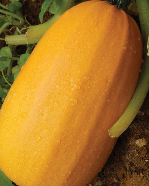 Pinnacle Squash