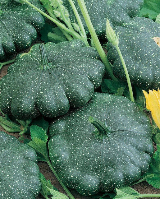 Total Eclipse Pattypan Squash