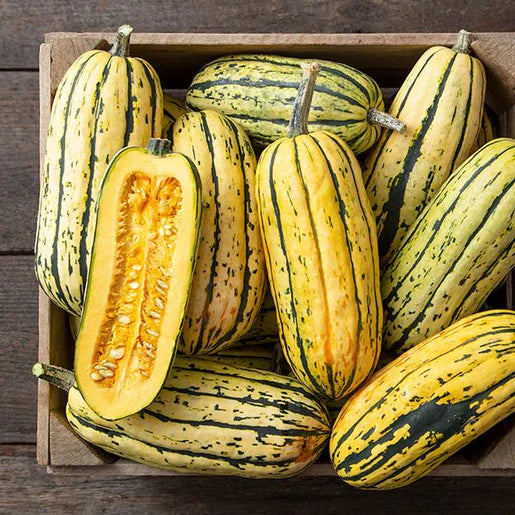Bush Delicata Certified Organic Squash