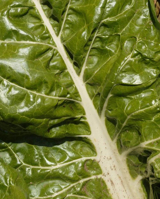 Fordhook Giant Swiss Chard