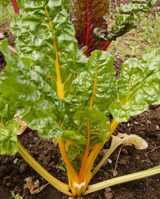 Canary Yellow Swiss Chard